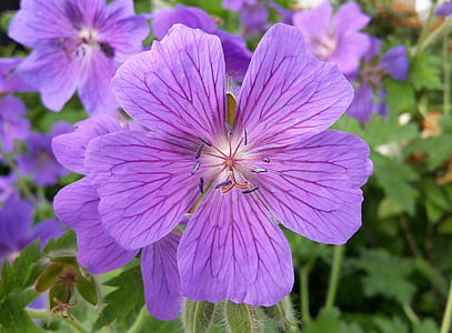 purple geraniums selective-focus photo thumbnail