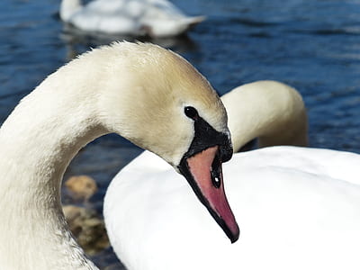 close up shot of white swan thumbnail