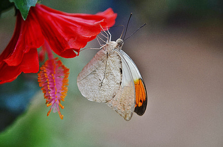 yellow and orange Butterfly on red flower close up photo thumbnail