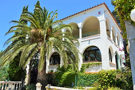 palm tree in front of white 2-storey house thumbnail