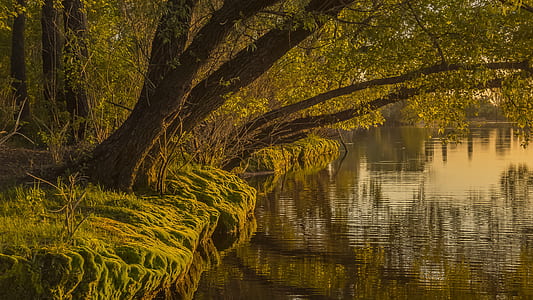 green trees beside river thumbnail