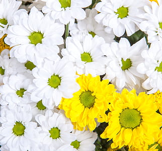 close-up photography of white and yellow petaled flowers thumbnail