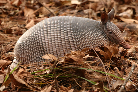 shallow focus photography of armadillo thumbnail