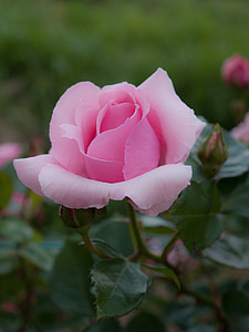 pink rose in close-up photography thumbnail