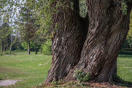 trees on green grassland thumbnail