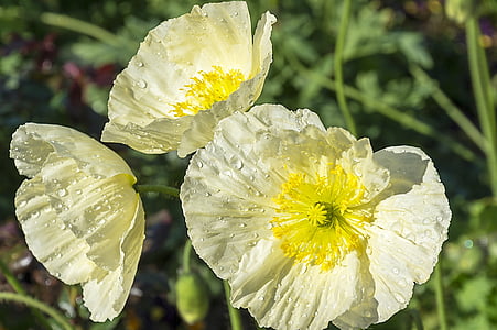 macro shot photography of yellow flowers thumbnail