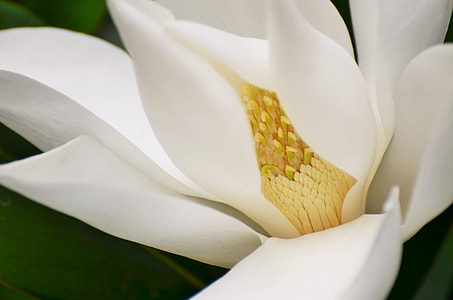 white Jasmine flower in closeup photography thumbnail