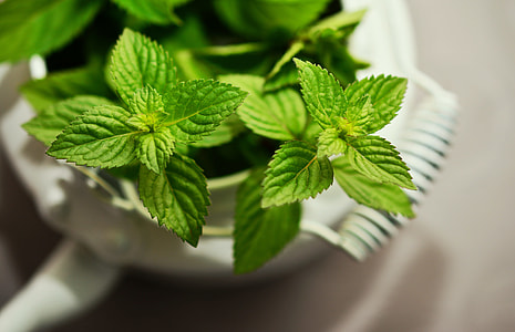closeup photography of green leaf plant thumbnail