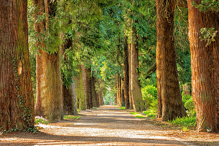 pathway between green leaf trees thumbnail