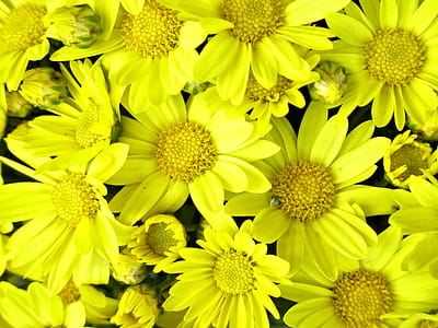 Bright yellow fall-blooming daisy-type chrysanthemum adds a cheerful accent to gardens well into the cooler fall season. thumbnail