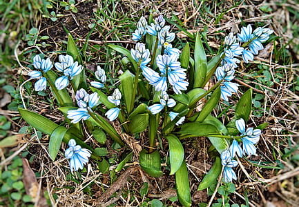 white-and-blue hyacinth flowers in bloom thumbnail