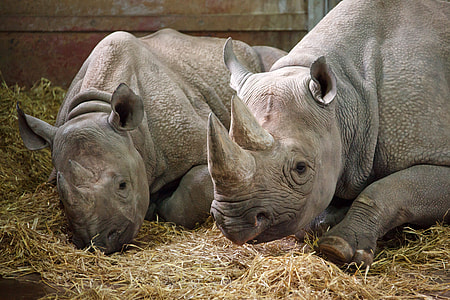 Two Rhinos at the zoo thumbnail