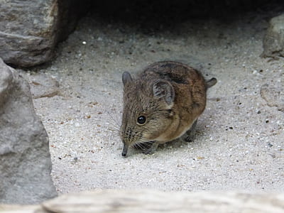 brown rodent on ground thumbnail