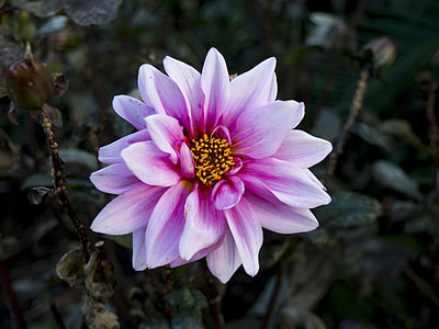 white and pink dahlia flower in selective focus photography thumbnail