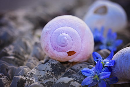 selective focus pink snail beside purple flowers thumbnail