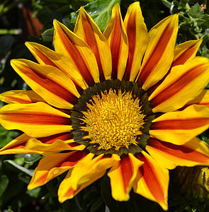 Yellow Flower, Sun Flower thumbnail