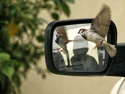 brown sparrow viewing in left vehicle side mirror during daytime thumbnail