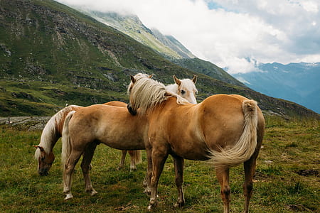 three brown horses on mountain during daytme thumbnail