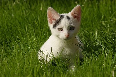 kitten on grass field thumbnail