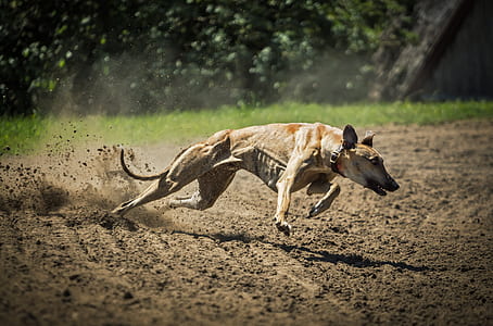 adult tan greyhound running on dirt road during daytime thumbnail