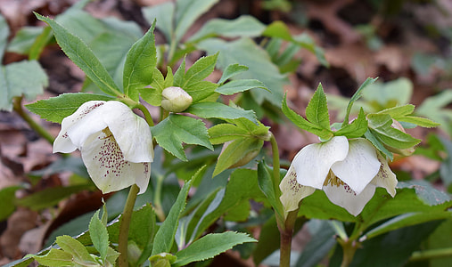 White Hellebore, White Lenten Rose thumbnail