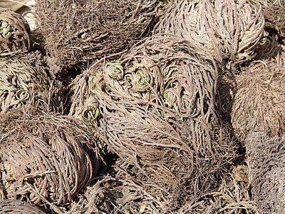 Rose Of Jericho thumbnail
