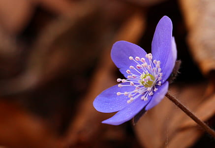 selective focus photography of purple hepatica flower thumbnail