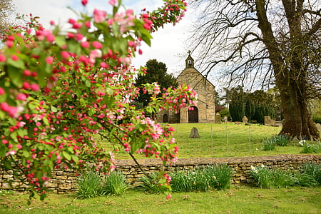 red petal flowers near brown church thumbnail