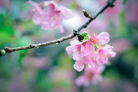 selective focus photography of pink cherry blossom thumbnail