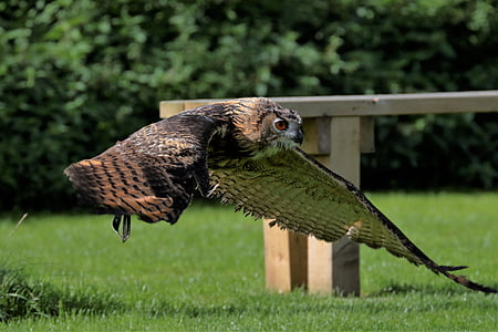 flying brown owl thumbnail