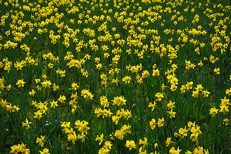 Narcissus Pseudonarcissus, Daffodil thumbnail