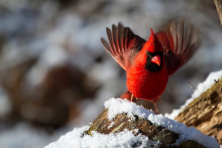 red cardinal bird on tree during daytime thumbnail