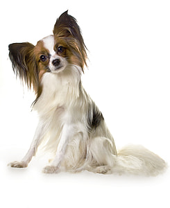 small adult white and brown long-coat dog thumbnail