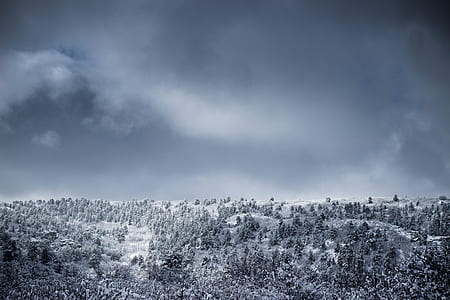 grayscale photo of forest thumbnail
