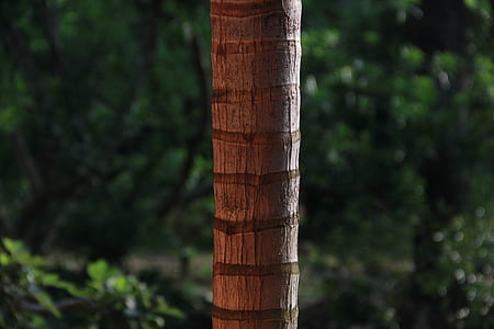 brown coconut tree during daytime thumbnail