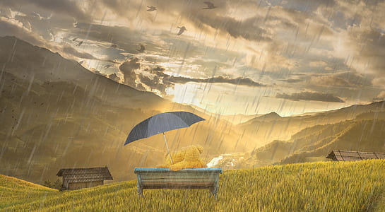 bears holding umbrella sitting on bench looking at sunset wallpaper thumbnail