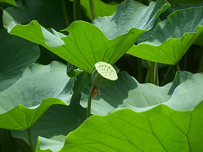 green leafed plants in macro shot thumbnail