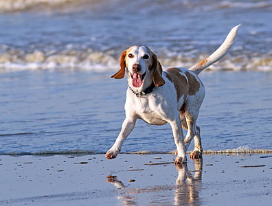 adult lemon and white beagle walking on seashore near sea at daytime thumbnail