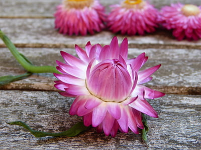 closeup photography of pink straw flower on gray wooden surface thumbnail