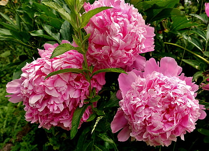three pink petaled flowers thumbnail