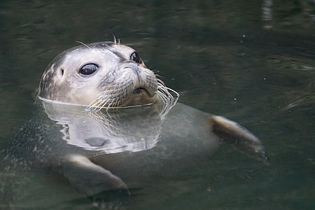seal on body of water thumbnail