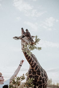 person feeding brown giraffe under cloudy sky thumbnail