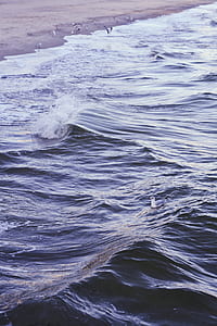 flock of birds on shoreline thumbnail