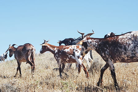 Herd of Goat on Grass Field thumbnail
