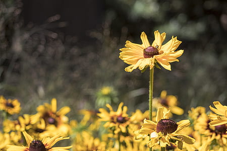 yellow sunflower thumbnail
