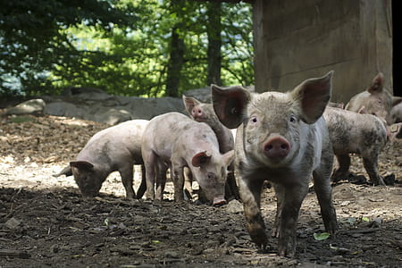photo of group of pigs thumbnail