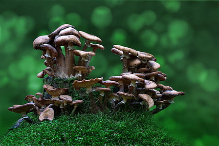 photography of mushrooms thumbnail