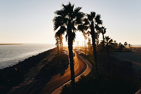 silhouette of palm trees thumbnail