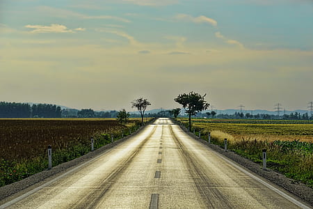 road surrounded by crops thumbnail
