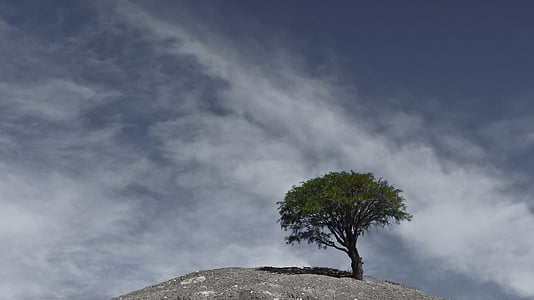 landscape photography of mountain cliff with tre thumbnail